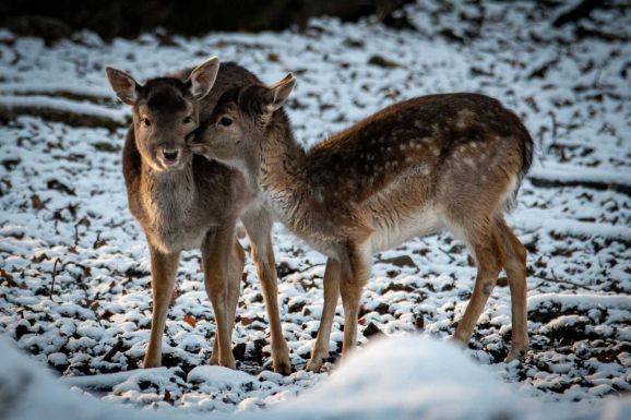 Kimentették „Bambit” a jeges tóból