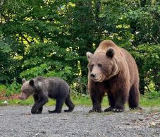 Háromszéken tavaly 60 medvét lőttek ki: csökkentek a vadkárok