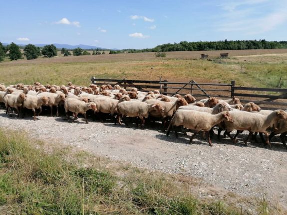 Ellési időszak a juhászatokban – Lesz elég bárány húsvétra