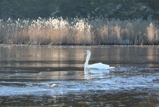 Visszaesett a Duna-delta turistaforgalma az ukrajnai háború közelsége miatt
