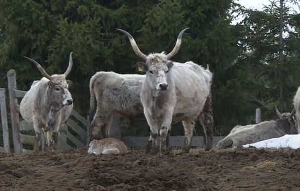 Génmegőrzés: az őshonos fajtákból előállított termékek köré brandeket kell építeni