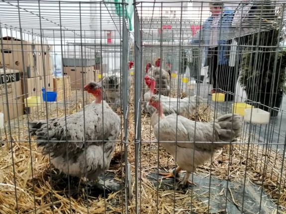 Megnyitotta kapuit a csíkszeredai kisállat-kiállítás: viadorok is megtekinthetők