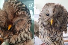 Sérült uráli baglyot mentettek Hargita megyében