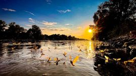 A sós árhullám ellen nem tud védekezni a vízi élővilág – Veszélyben a tiszavirágzás?