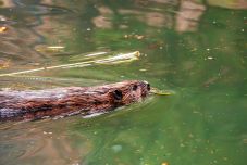 Környezetvédelmi szervezet cáfolja a gazdasági minisztert: nem a hódok a hibásak a bányakatasztrófáért