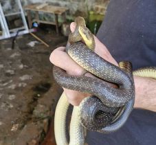 Erdei siklók riogatták a borvizért járó háromszékieket