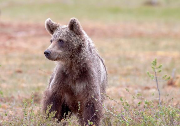 Visszajáró medvére figyelmeztettek a hatóságok Csíkszeredában