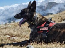 Meghalt Székelyföld első lavinamentő kutyája, Tas