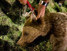 Ez már tényleg nem játék – Csíkszereda minden városrészében medvék járnak