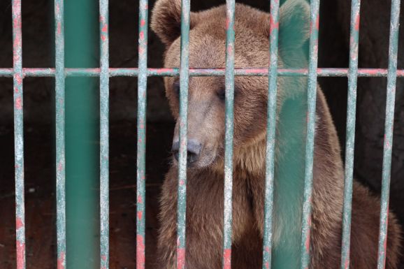 Újabb medve sétált csapdába a marosvásárhelyi állatkertnél (VIDEÓ)