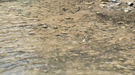 Civil kezdeményezés: mentenék a Kis-Küküllőbe beáramlott sós víz miatt pusztuló halakat