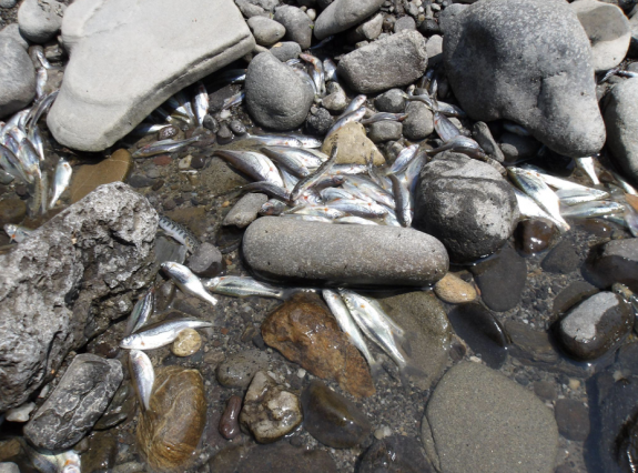 Az eltűnő sokféleség: a Kis-Küküllő kipusztult halfaunája