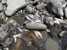 Az eltűnő sokféleség: a Kis-Küküllő kipusztult halfaunája