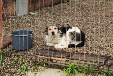 Elkezdte működését a csíkszeredai önkormányzat kutyamenhelye