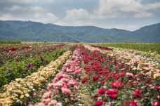 Rózsanapok 2025 – Egy hétvége csakis a rózsáról!