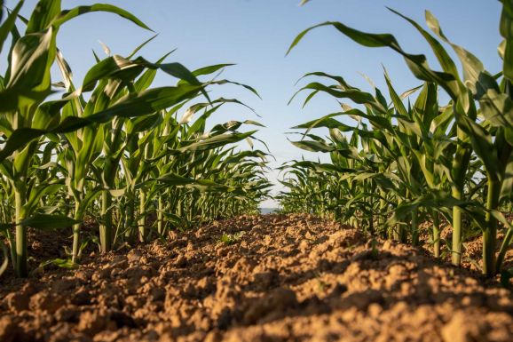 Hargita megye: a szélsőséges tavaszt követően erőre kaptak a vetések