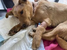 Légpuskával lőtt kutyára – őrizetbe vettek egy 66 éves férfit 