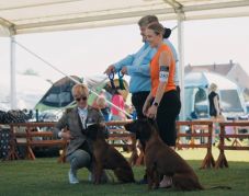 Kutyashow Szatmárnémetiben – kiállításon és ügyességi versenyen az ebek 