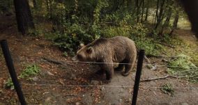 Medvét fogtak Segesváron – kockázatos, feszült akció volt (VIDEÓ)