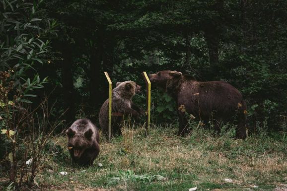 Újabb medvecsalád járkál a marosvásárhelyi Somostetőn (VIDEÓ)