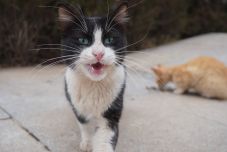 Sorsukra hagyott macskákon segített a rendőrség