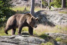 Hívatlan vendégek: két medvét fogtak be a marosvásárhelyi állatkert területén