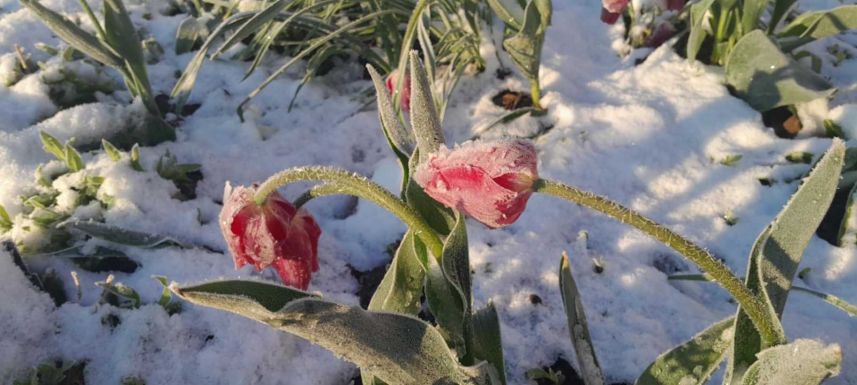 Mínuszok májusban: hidegrekordok dőltek meg Hargita megyében