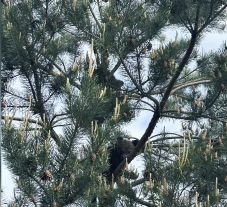 Fára mászott medvebocsokat mentettek az állatvédők Négyfaluban (VIDEÓ)