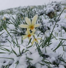 Hóréteg borította be a nárciszmezőt a Radnai-havasokban (VIDEÓ)
