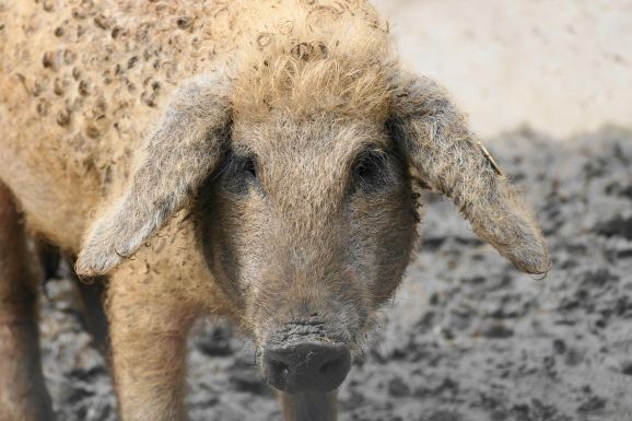 Nagyüzemi mangalicafarmot építenek Hargita megyében – Ősi fajta, modern tervek
