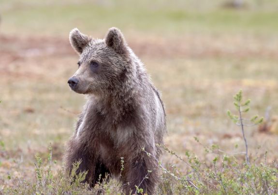 Ismét gond van a medvékkel Kézdiszéken
