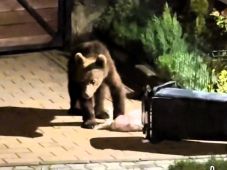 Medve kószált Csíkszeredában hétfőn éjszaka