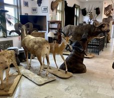 Tizenkét éves a sepsiszentgyörgyi Vadászati Múzeum: A mikrovilág csodáival ünnepel