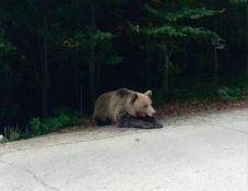 Kilőttek egy medvét Hargita megyében, mert bemerészkedett az udvarra