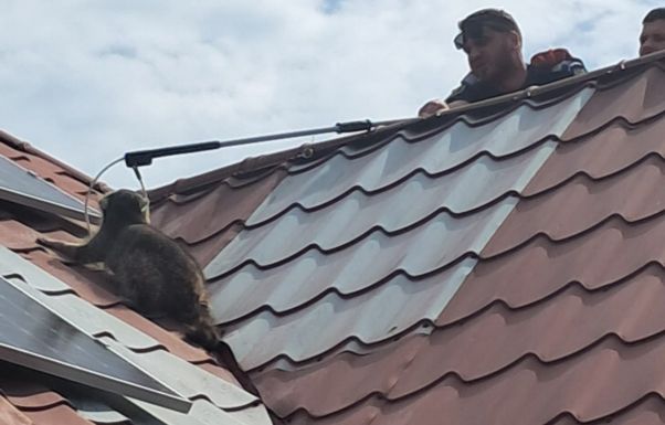 Mosómedvét fogtak a csendőrök, múzeumi komplexumba vitték