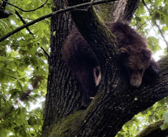 Sikerült befogni a MOGYE környékén kószáló második medvebocsot is