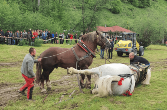 Belepusztult egy rönkhúzó versenybe egy ló