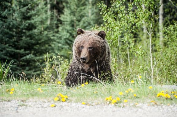 Külföldi turistára támadt a medve a Transzfogarason