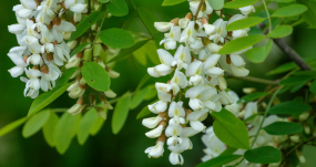 Méhészet: nem jól alakul az idei akácszezon