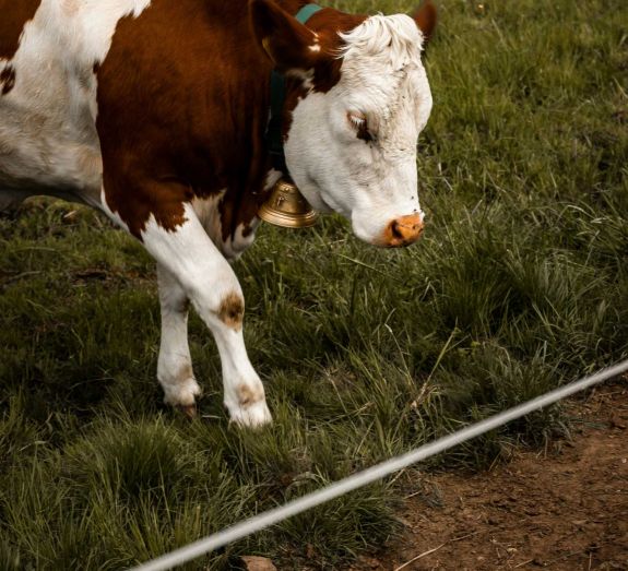 Júniusig még lehet pótolni a hiányzó dokumentumokat a villanypásztorprogramban