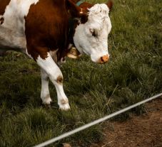 Júniusig még lehet pótolni a hiányzó dokumentumokat a villanypásztorprogramban