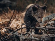 Orvvadászat miatt indítanak eljárást egy férfi ellen, mert medvebocsokkal pózolt
