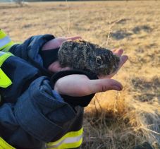 Két nyuszit mentettek ki a tarlótűzből
