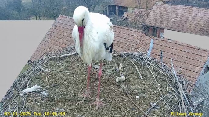 Megérkezett az első gólya Sáromberkére – újraindult a gólyakamera (videó)