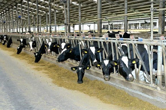 Importstoppal fékeznék meg a vírus terjedését