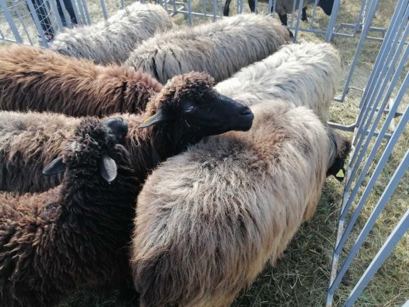 Bihar megye: kiskérődzők pestise gócpont alakult ki Gyapju községben