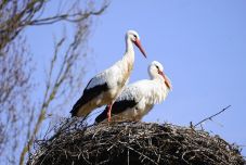Csíkszentsimonba is megérkeztek az első gólyák