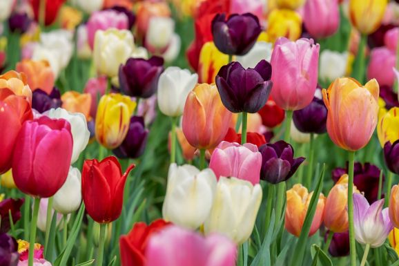 Veszélyes trend terjed a neten – légzésleállást okozhat a tulipánevés!