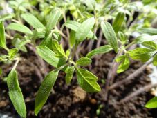 Így neveljünk palántákat otthon – tippek, tanácsok kezdőknek és haladóknak