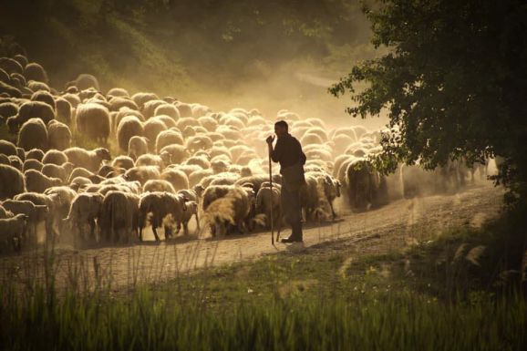Tüntetnek a juhtenyésztők az uniós exportblokád miatt